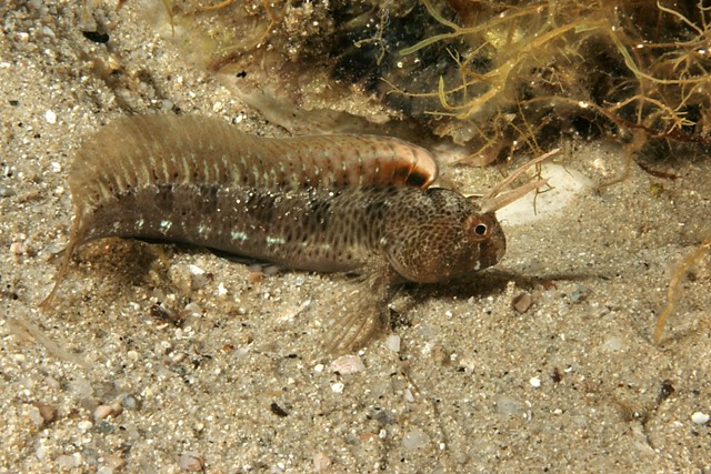 Parablennius tentacularis (Brunnich, 1768)